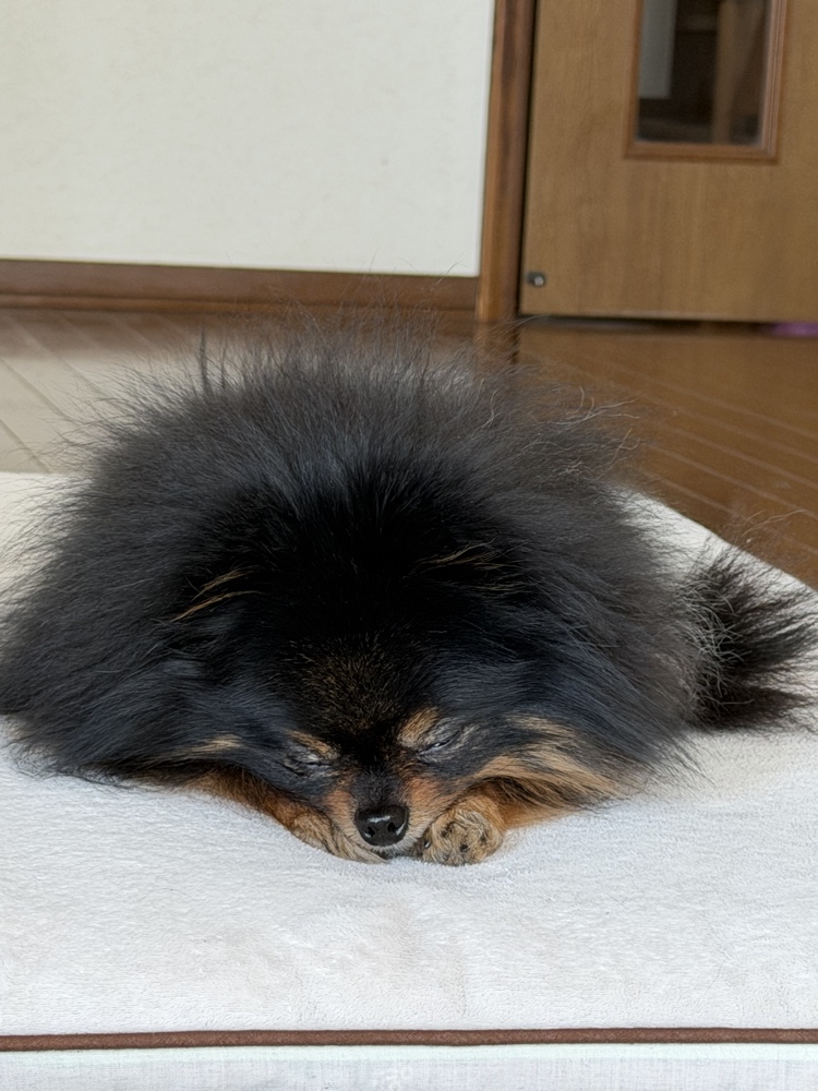 お昼寝クロノスケ